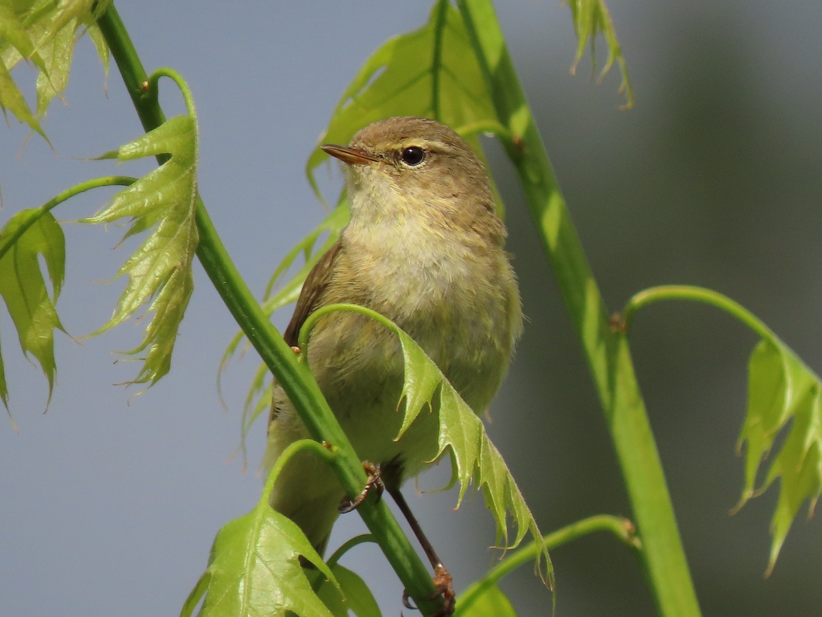 Iberian Chiffchaff - ML618546798