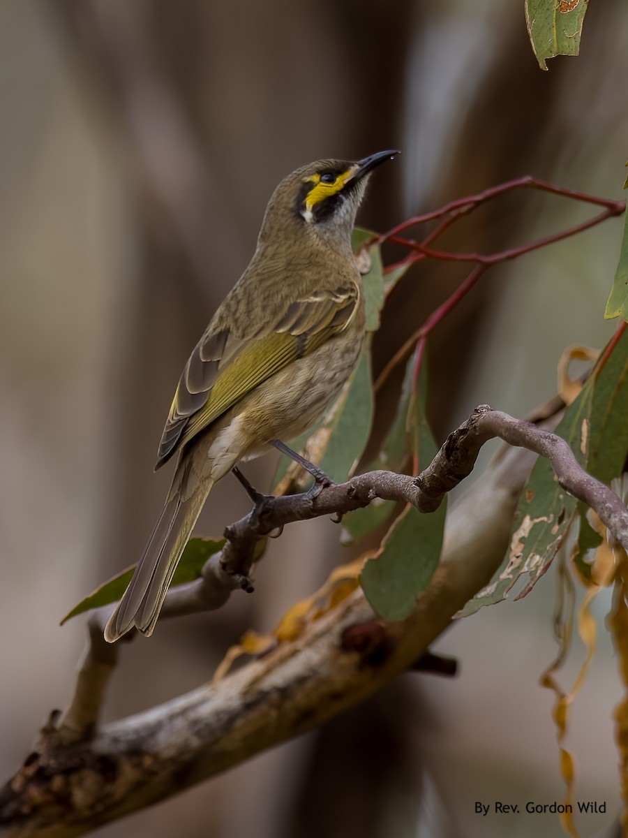 Yellow-faced Honeyeater - Gordon Wild