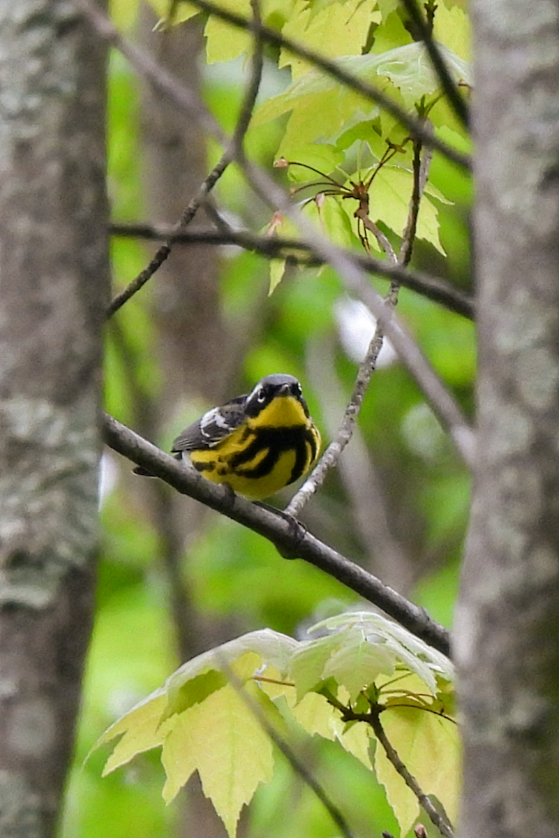 Magnolia Warbler - Maggie Griffith