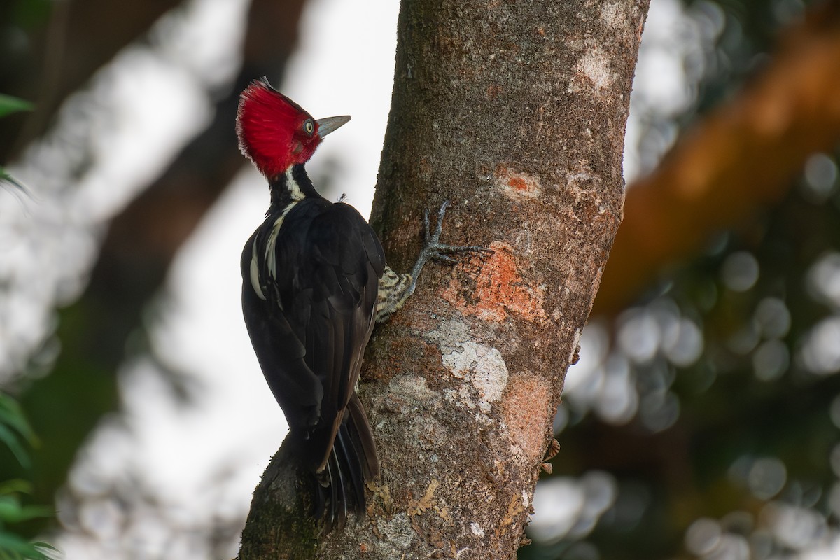 Pale-billed Woodpecker - Richard Rulander