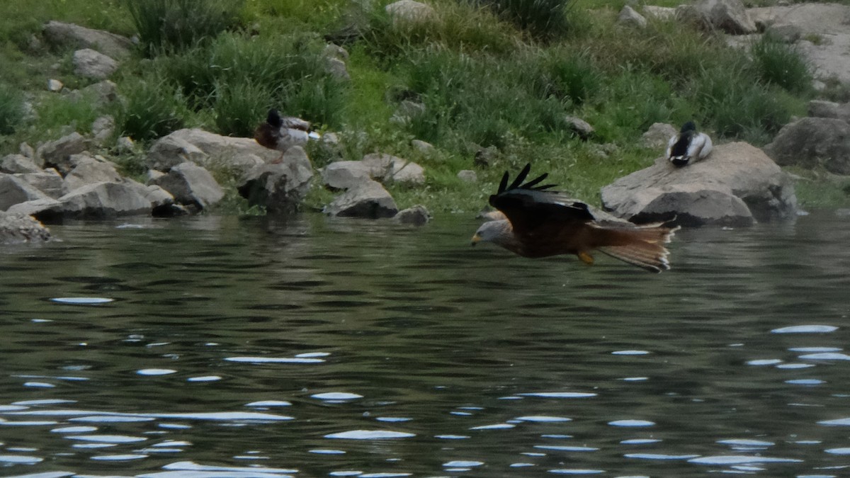 Red Kite - Gonzalo Bel Lallave