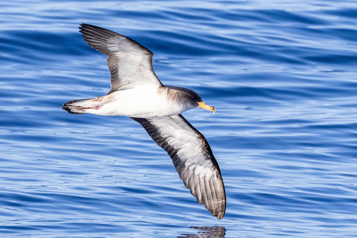 Cory's Shearwater - ML618546904