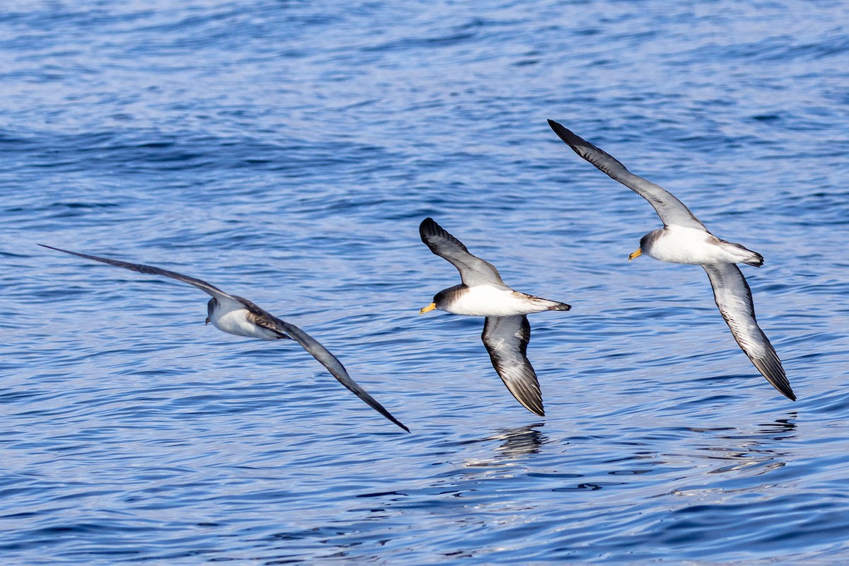 Cory's Shearwater - ML618546905