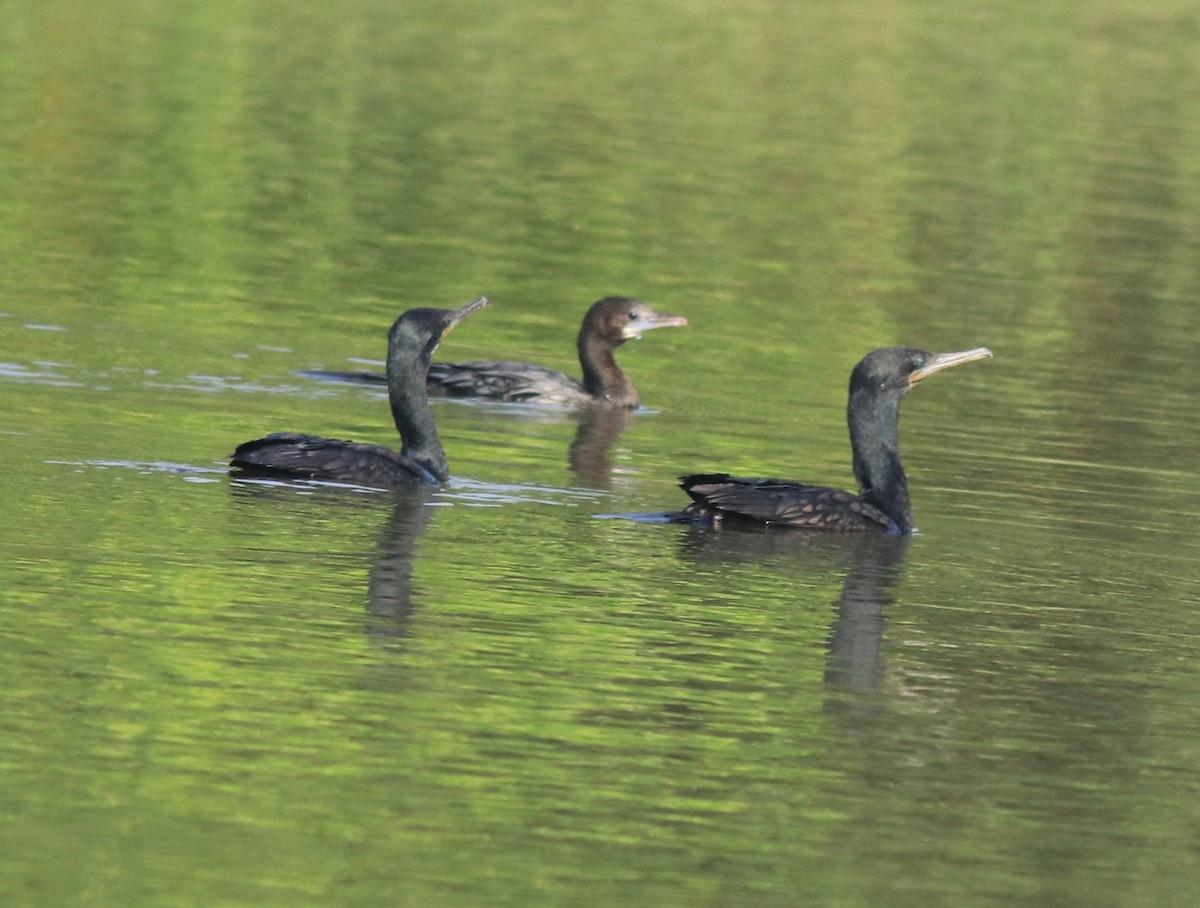 Little Cormorant - ML618546909