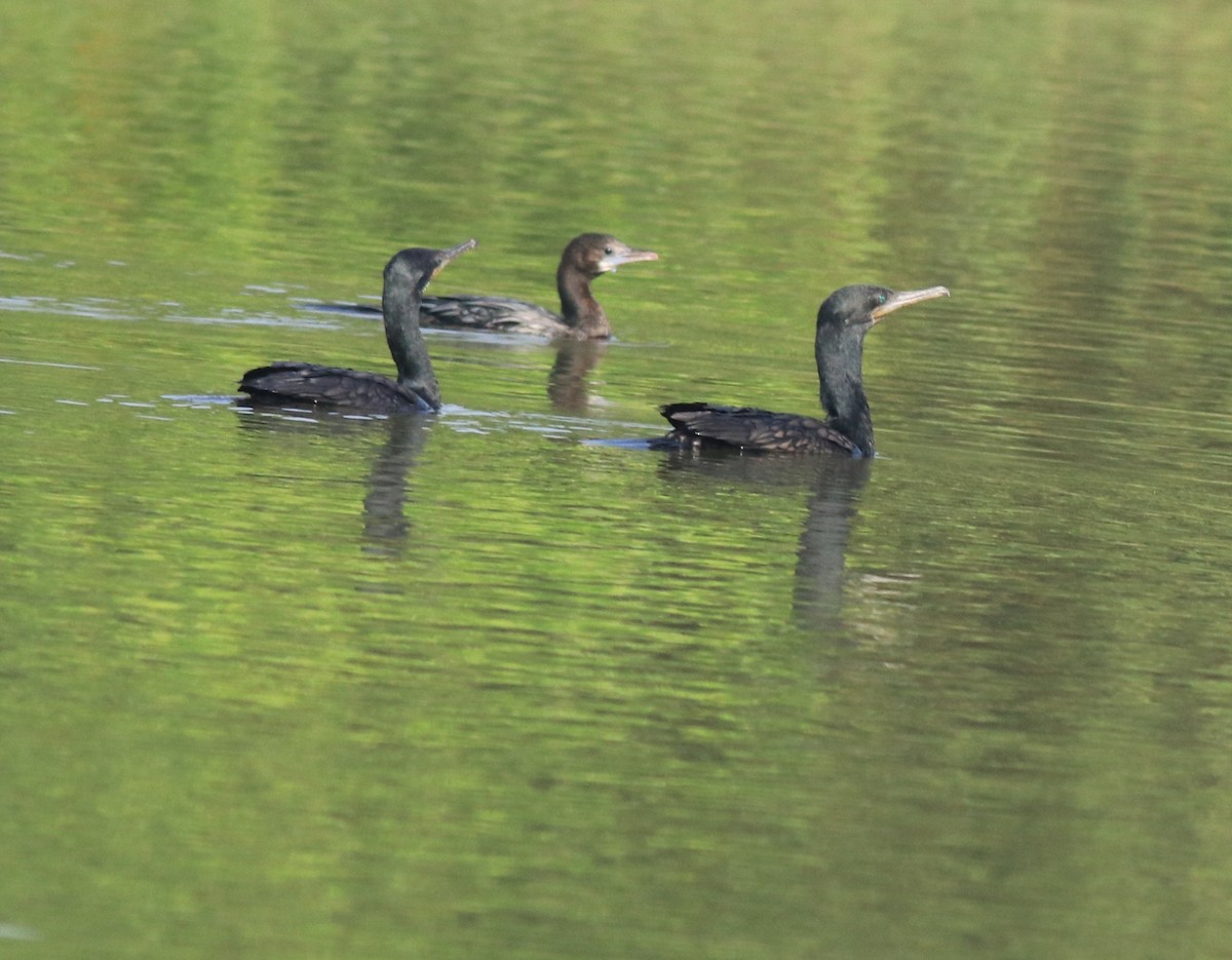 Little Cormorant - ML618546910