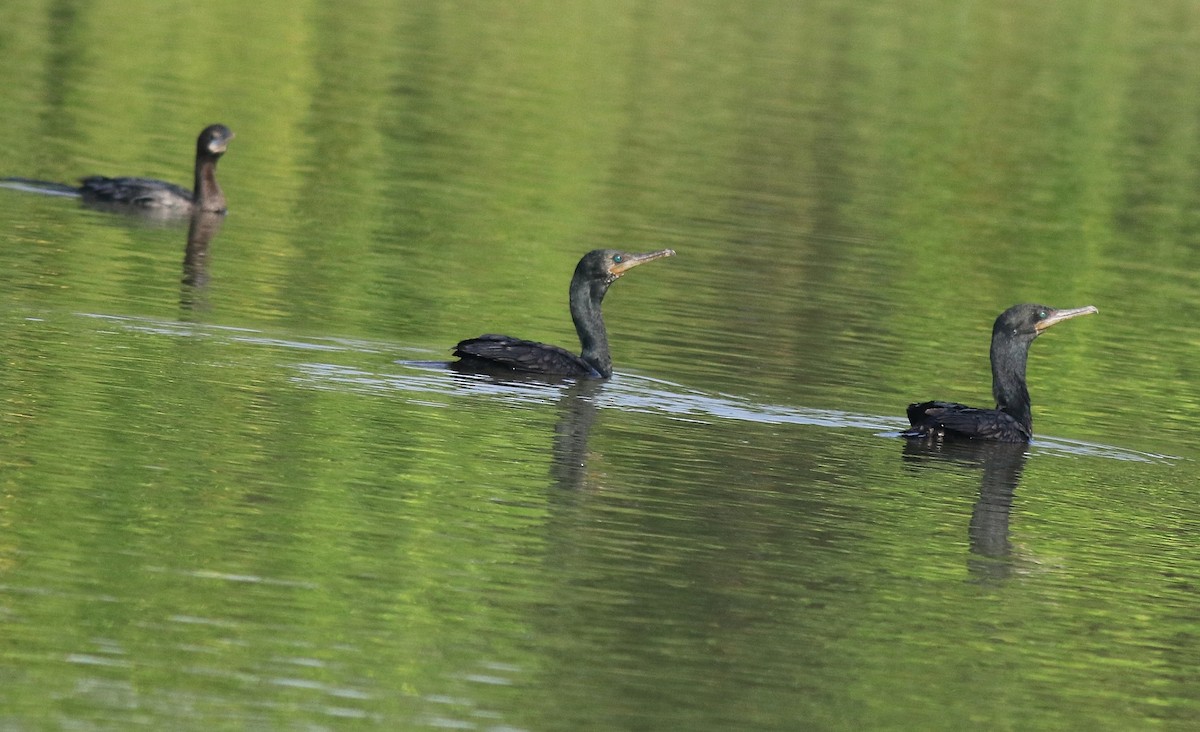 Indian Cormorant - Afsar Nayakkan