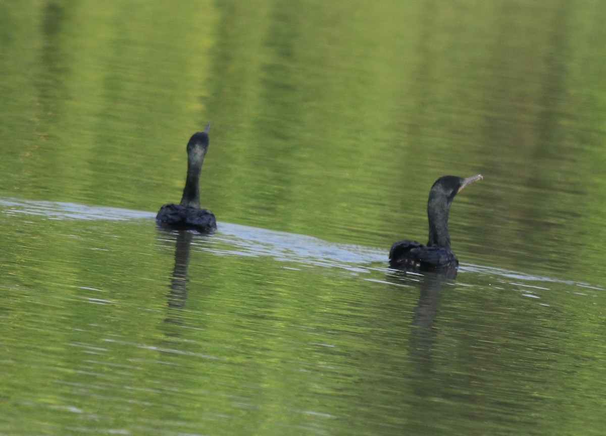 Cormoran à cou brun - ML618546915