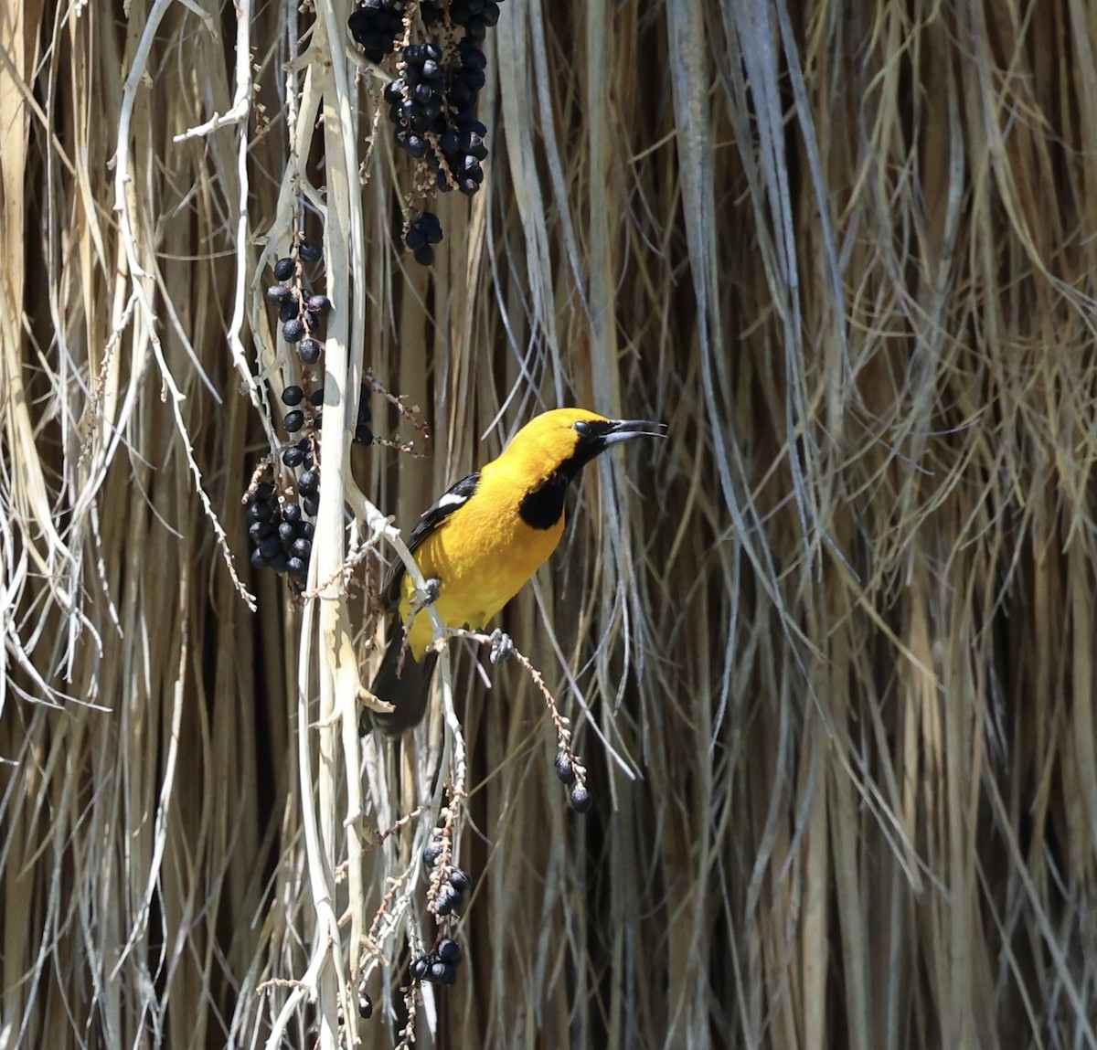 Hooded Oriole - paula sheppard