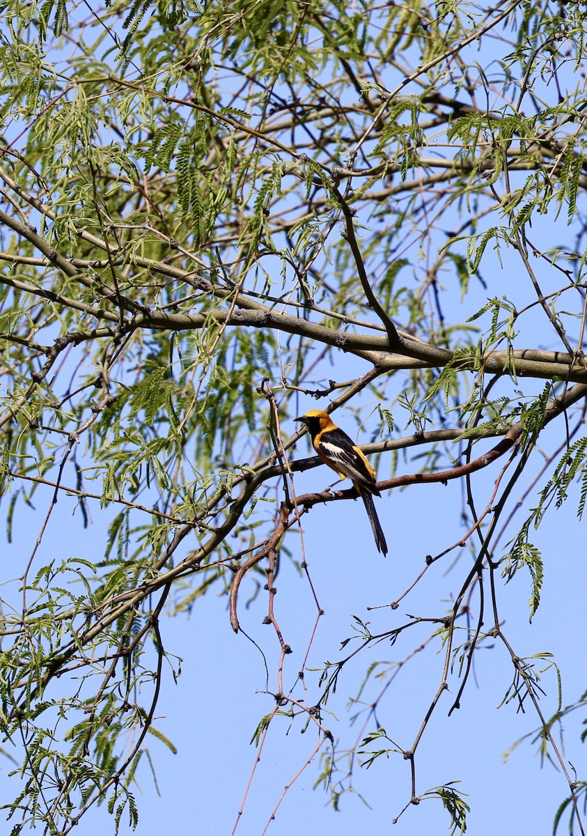 Hooded Oriole - paula sheppard