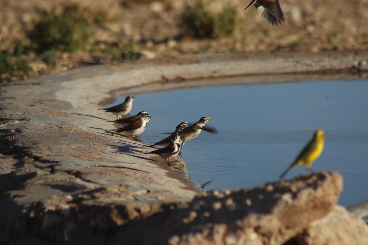 Black-headed Canary - ML618546969