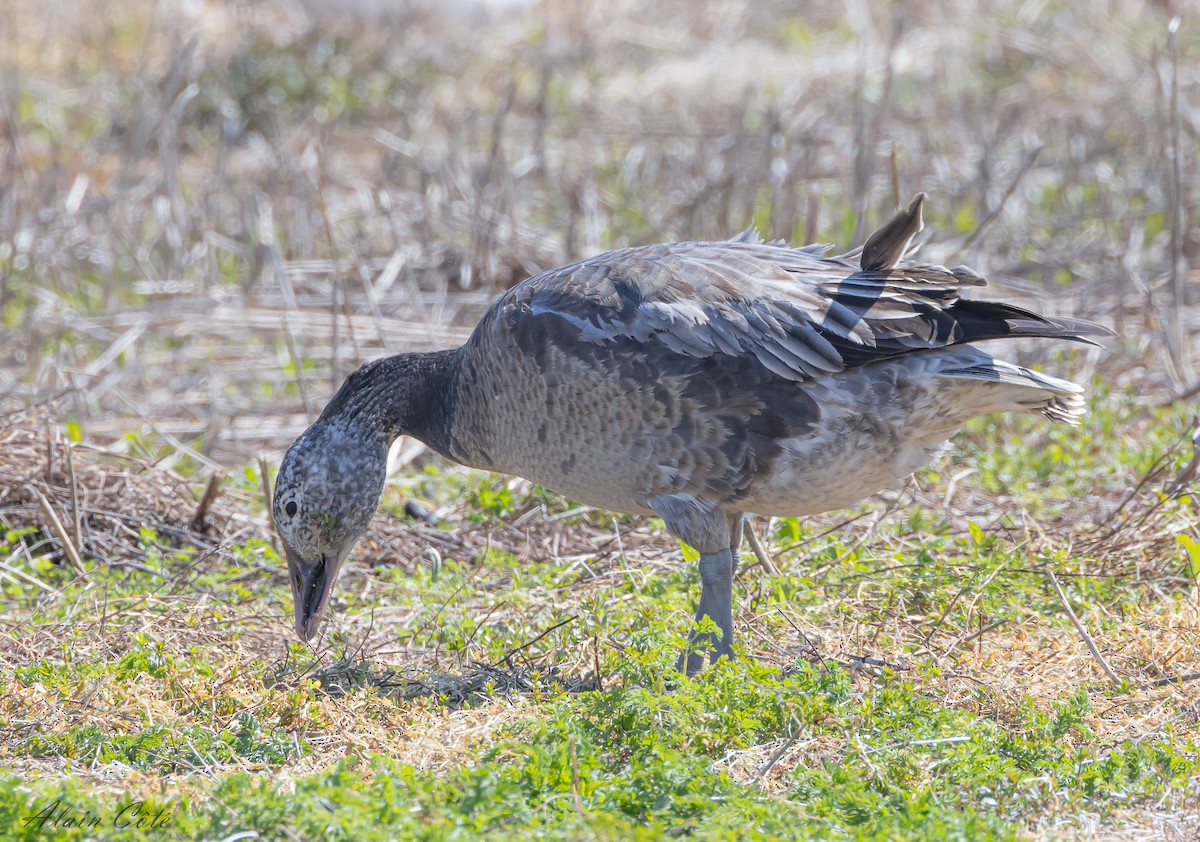 Snow Goose - ML618546997