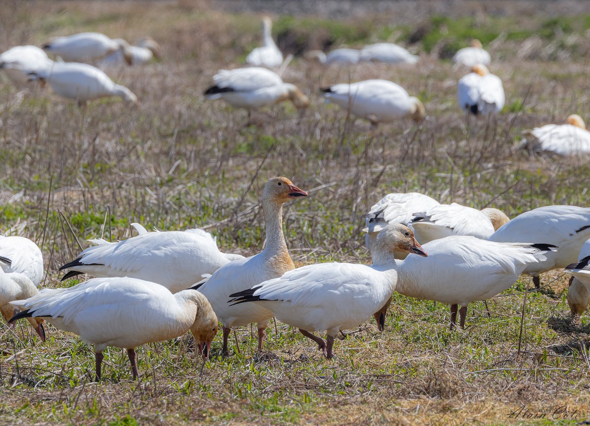 Snow Goose - Alain Côté