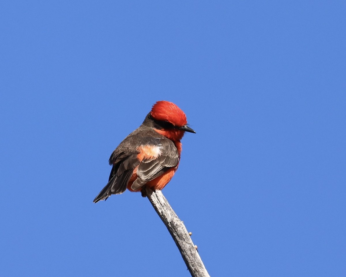 Vermilion Flycatcher - paula sheppard