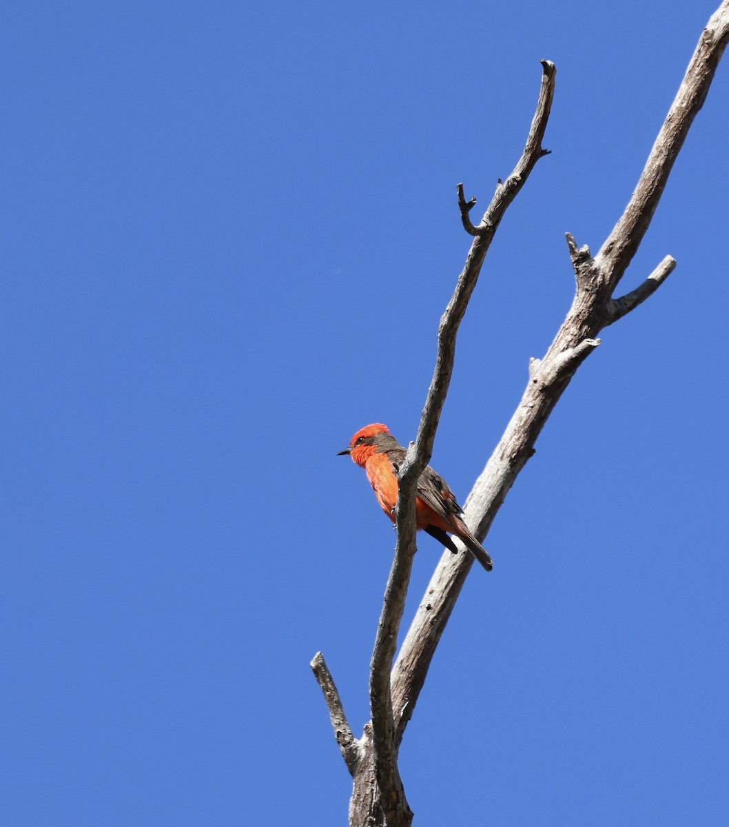 Vermilion Flycatcher - paula sheppard