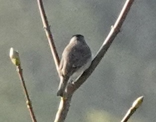 Eurasian Blackcap - Wally Taylor