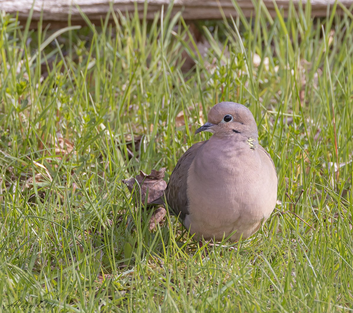 Mourning Dove - ML618547007