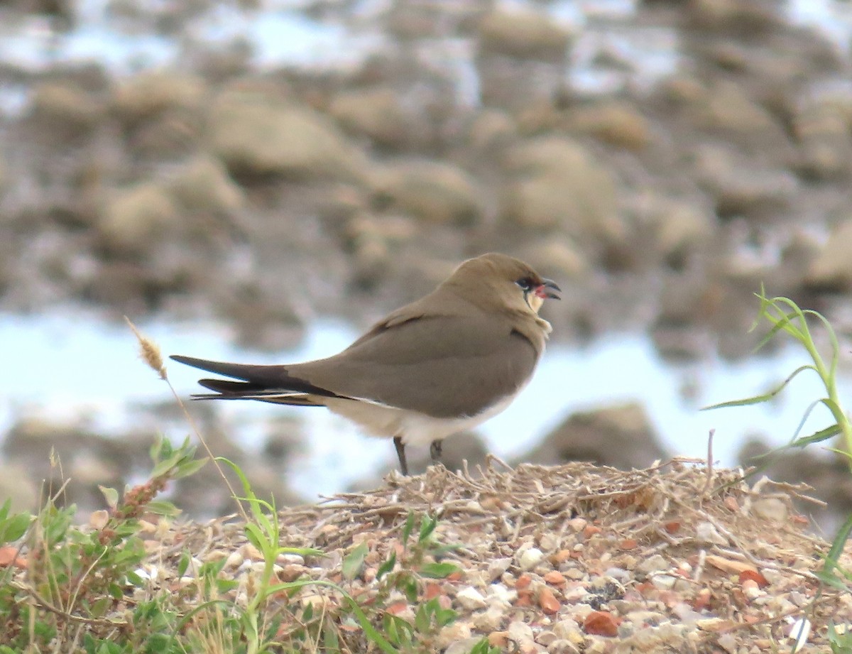 Collared Pratincole - Michael Bowen