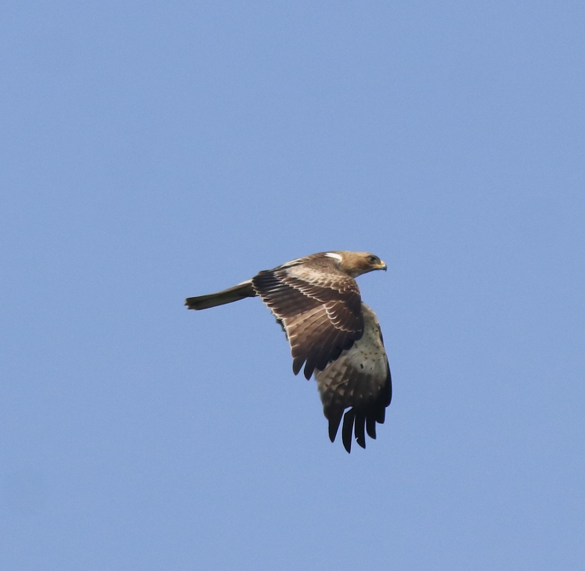 Booted Eagle - Afsar Nayakkan