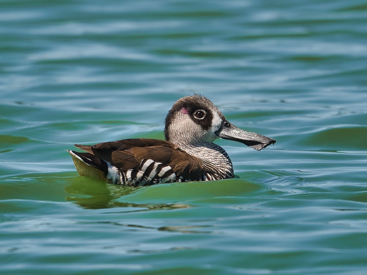 Pink-eared Duck - sean clancy