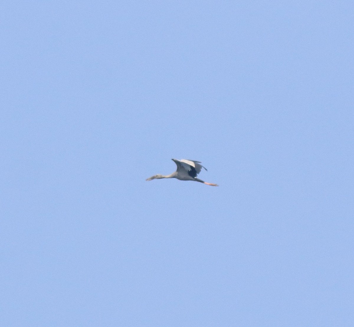 Asian Openbill - ML618547118