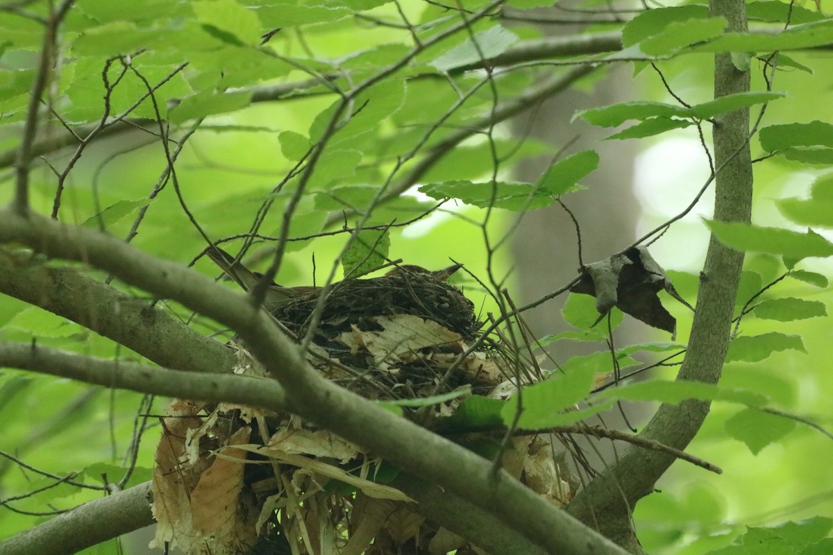 Wood Thrush - ML618547202