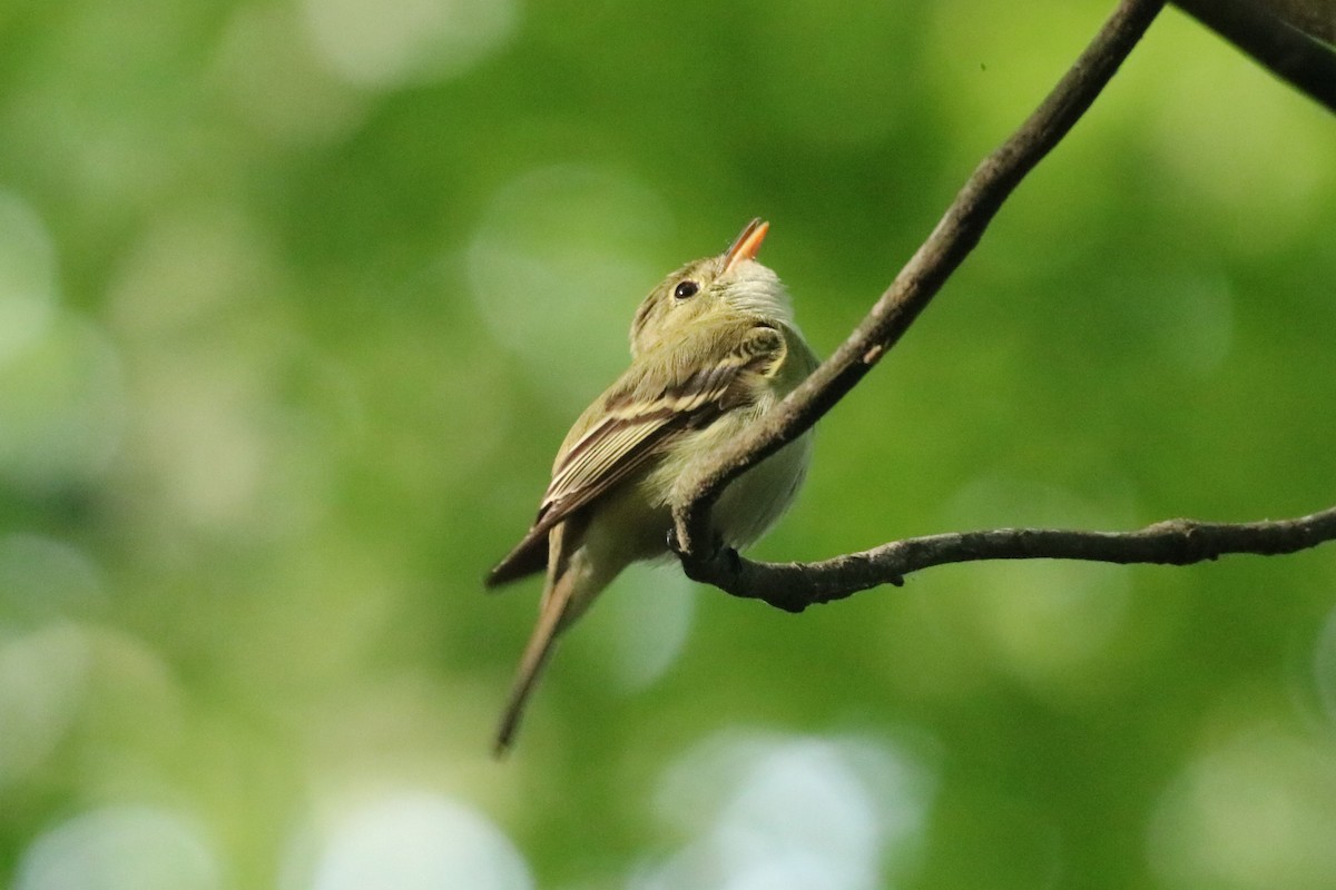 Acadian Flycatcher - ML618547207