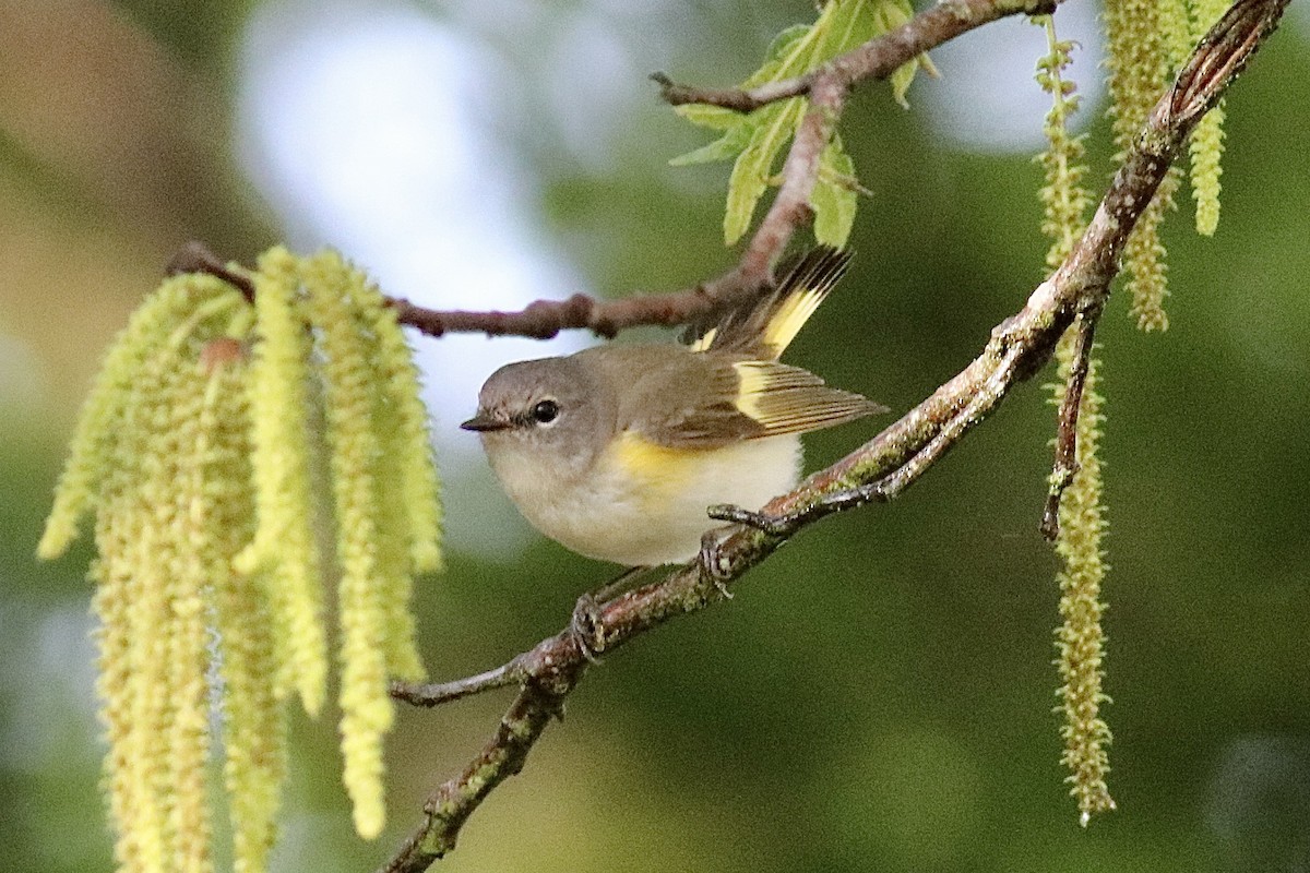 American Redstart - ML618547282