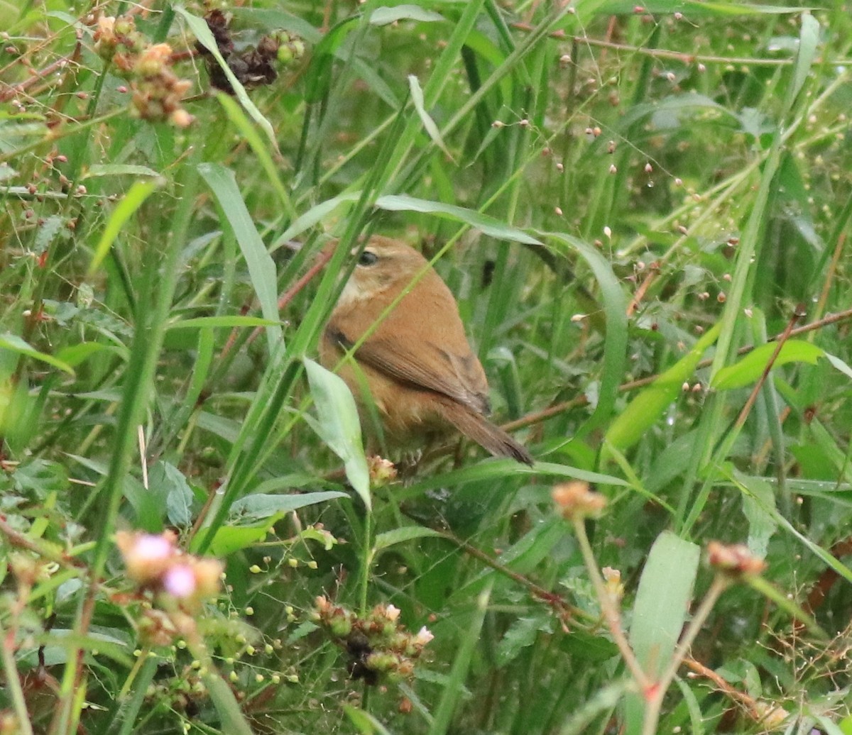 Paddyfield Warbler - Afsar Nayakkan