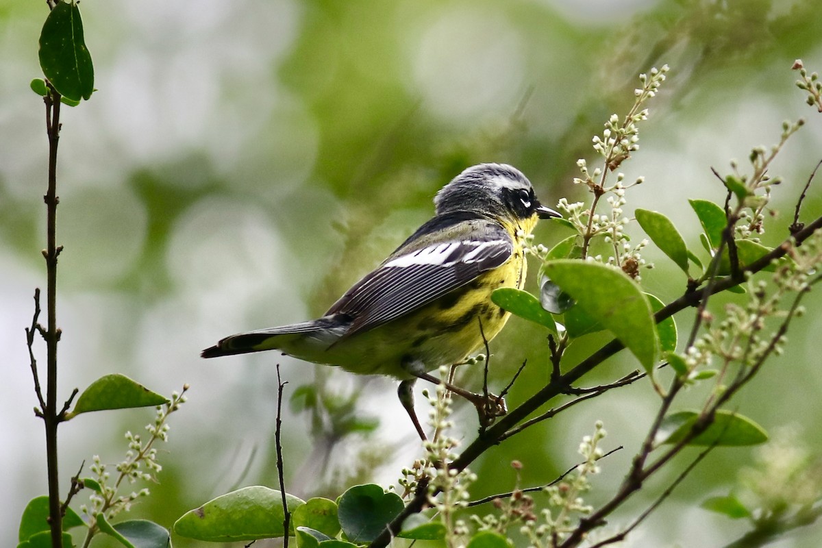 Magnolia Warbler - ML618547303