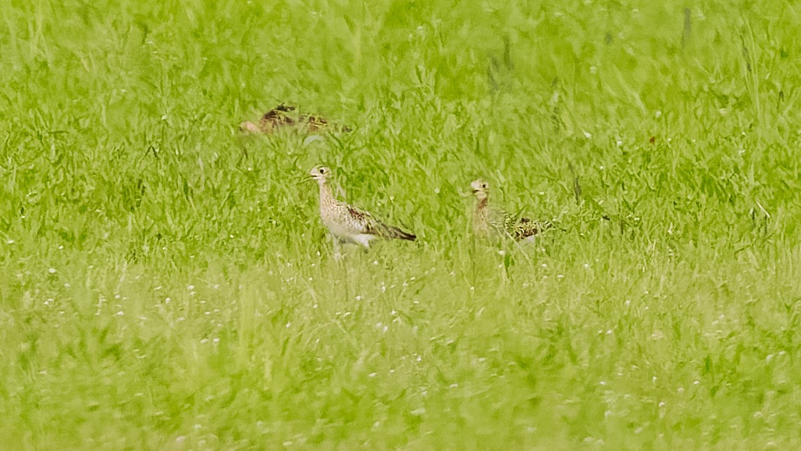 Upland Sandpiper - ML618547304