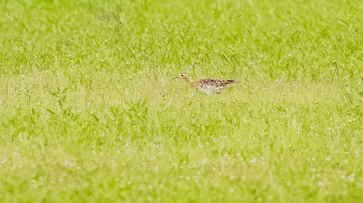 Upland Sandpiper - ML618547305