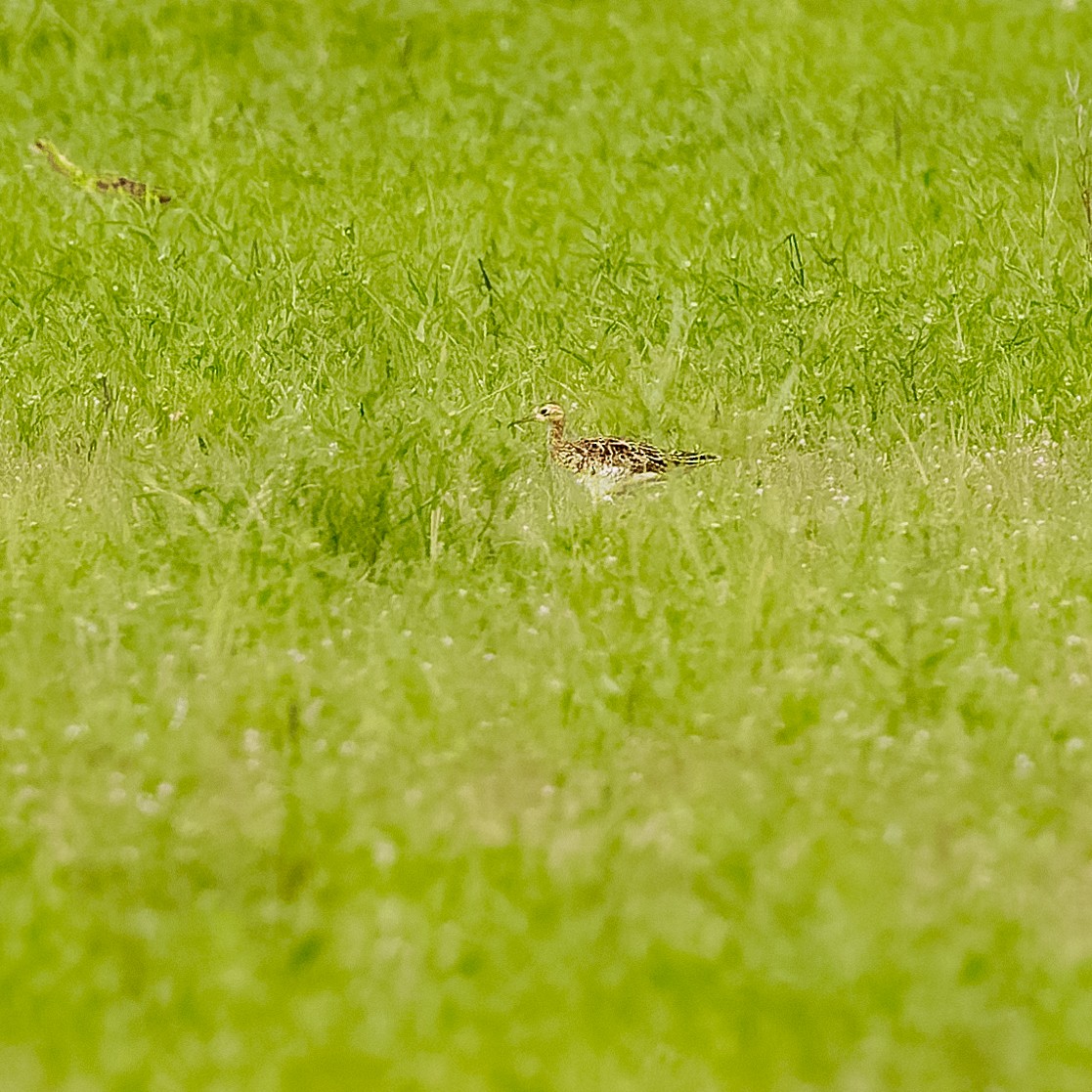 Upland Sandpiper - Gary Leavens