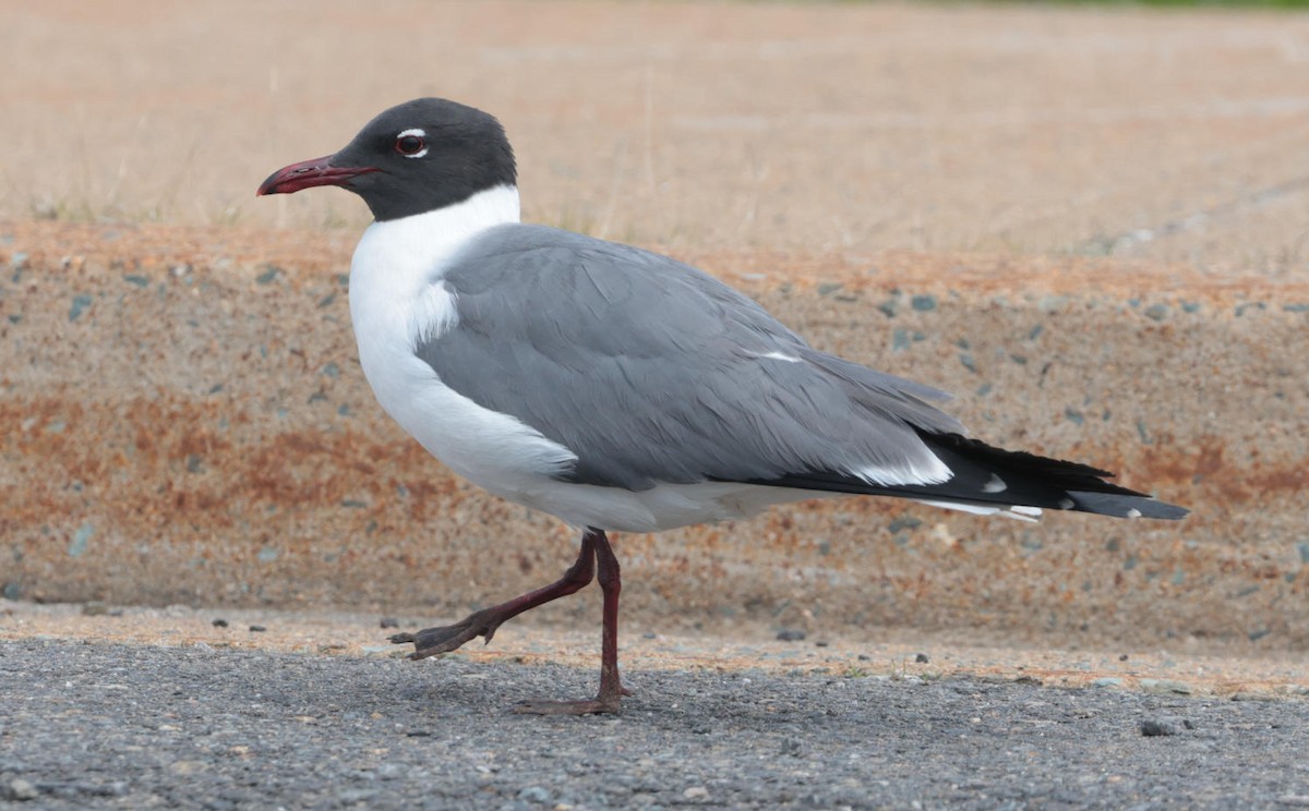 Mouette atricille - ML618547309