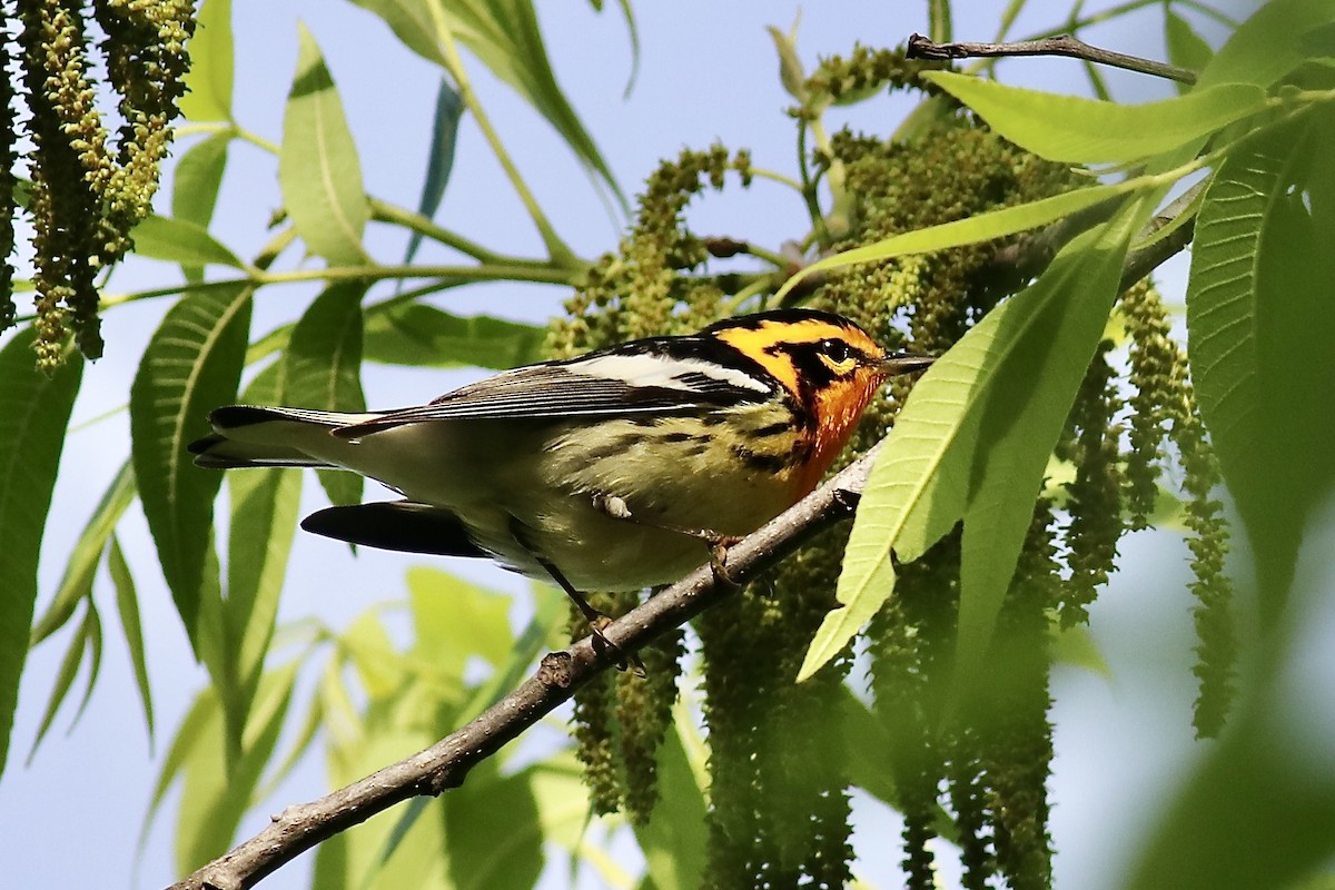 Blackburnian Warbler - ML618547315