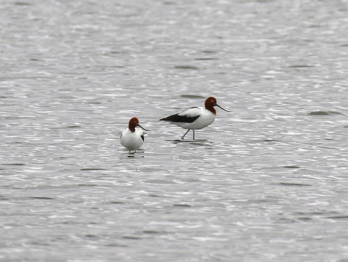 Red-necked Avocet - sean clancy