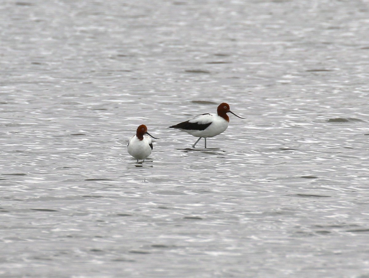 Red-necked Avocet - ML618547329