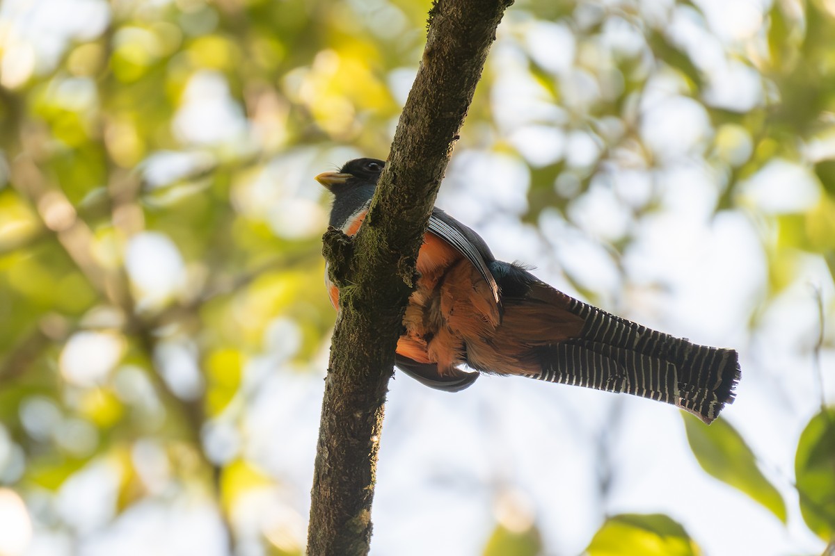 Collared Trogon (Orange-bellied) - ML618547350