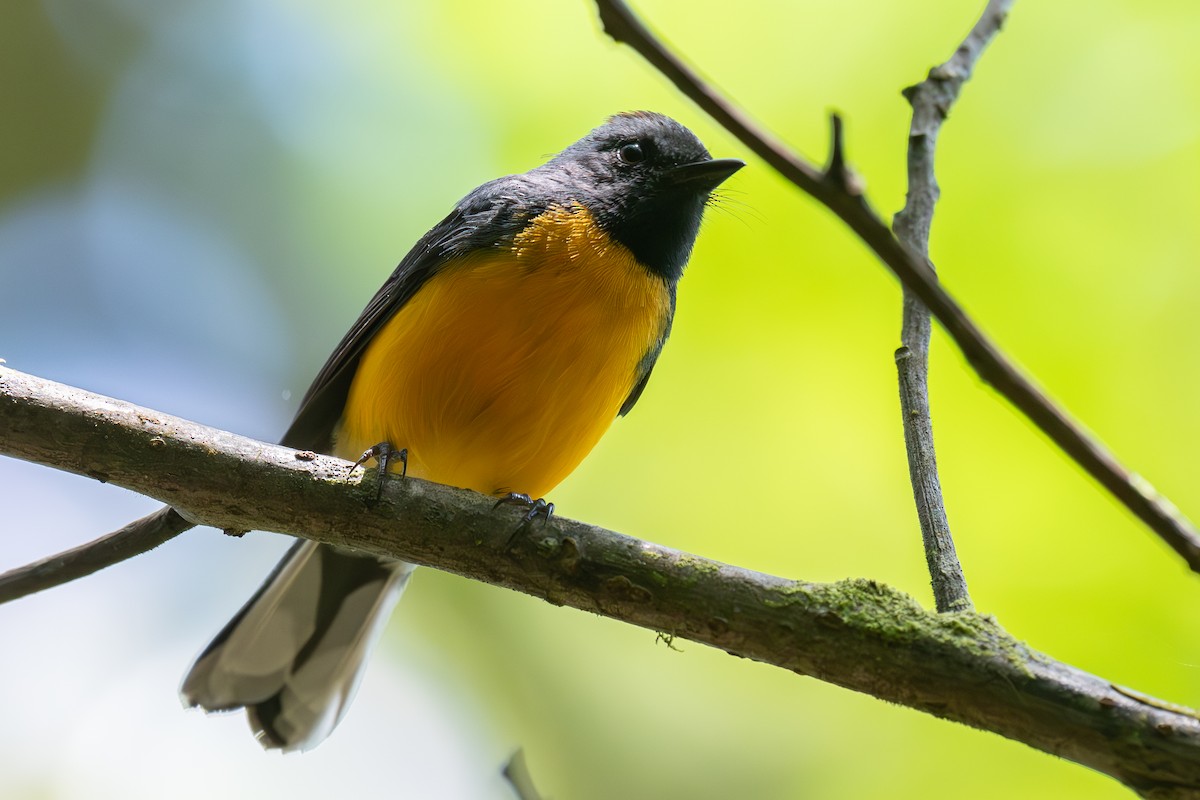 Slate-throated Redstart - Richard Rulander