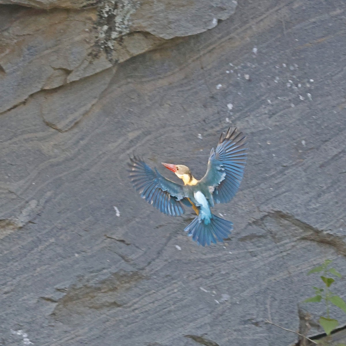 Stork-billed Kingfisher - Steve Mannix