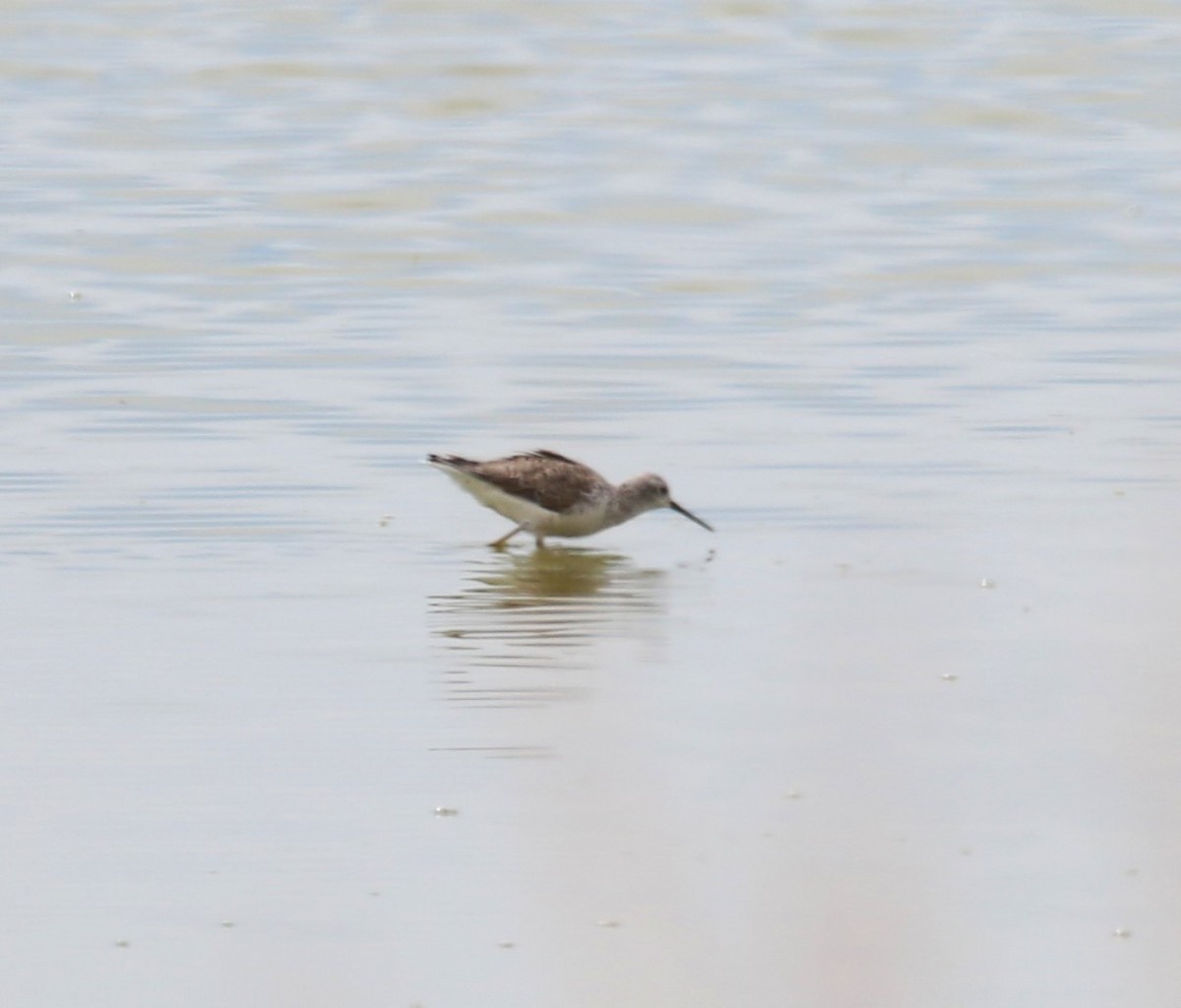 Marsh Sandpiper - sean clancy