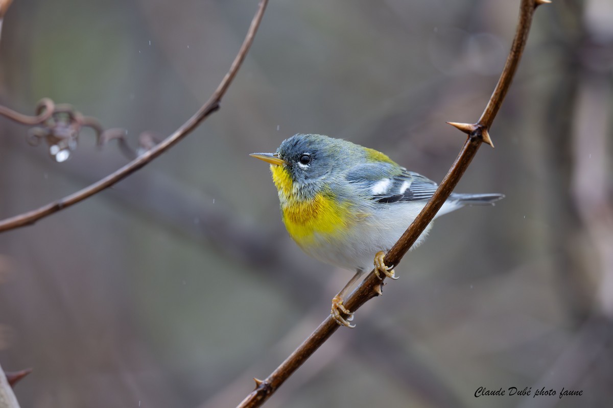 Northern Parula - Claude Dubé