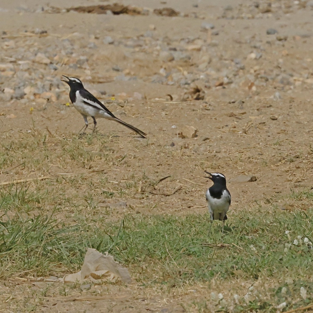 White-browed Wagtail - ML618547405