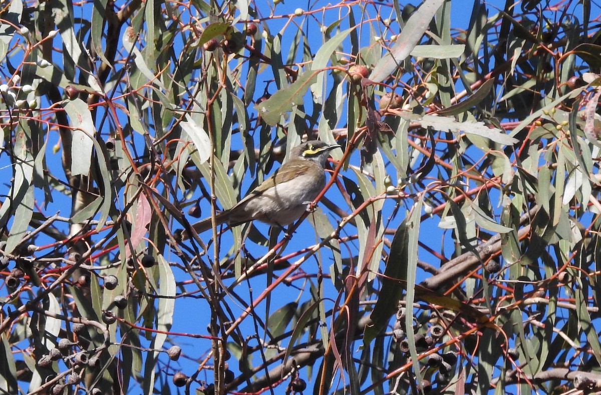 Yellow-faced Honeyeater - Sue Dixon