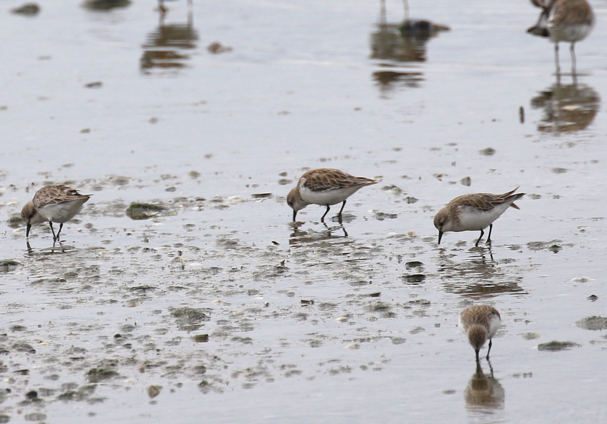 Red-necked Stint - ML618547426