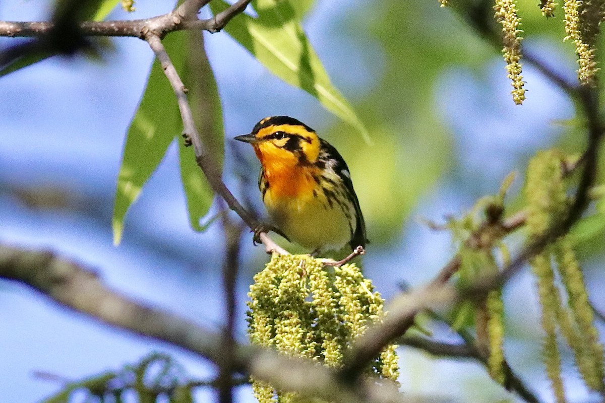 Blackburnian Warbler - ML618547430