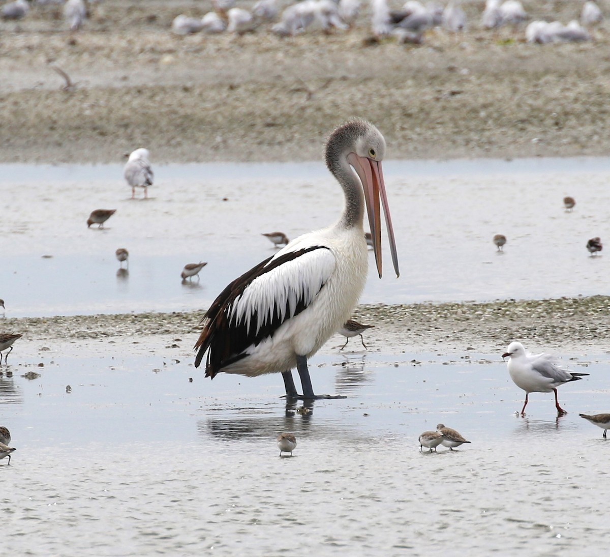 Australian Pelican - ML618547493