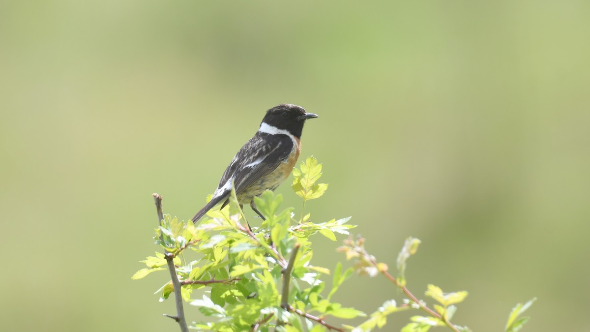 European Stonechat - ML618547507