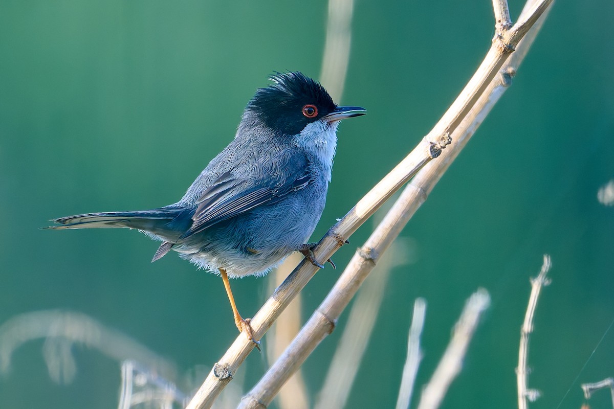 Sardinian Warbler - ML618547533