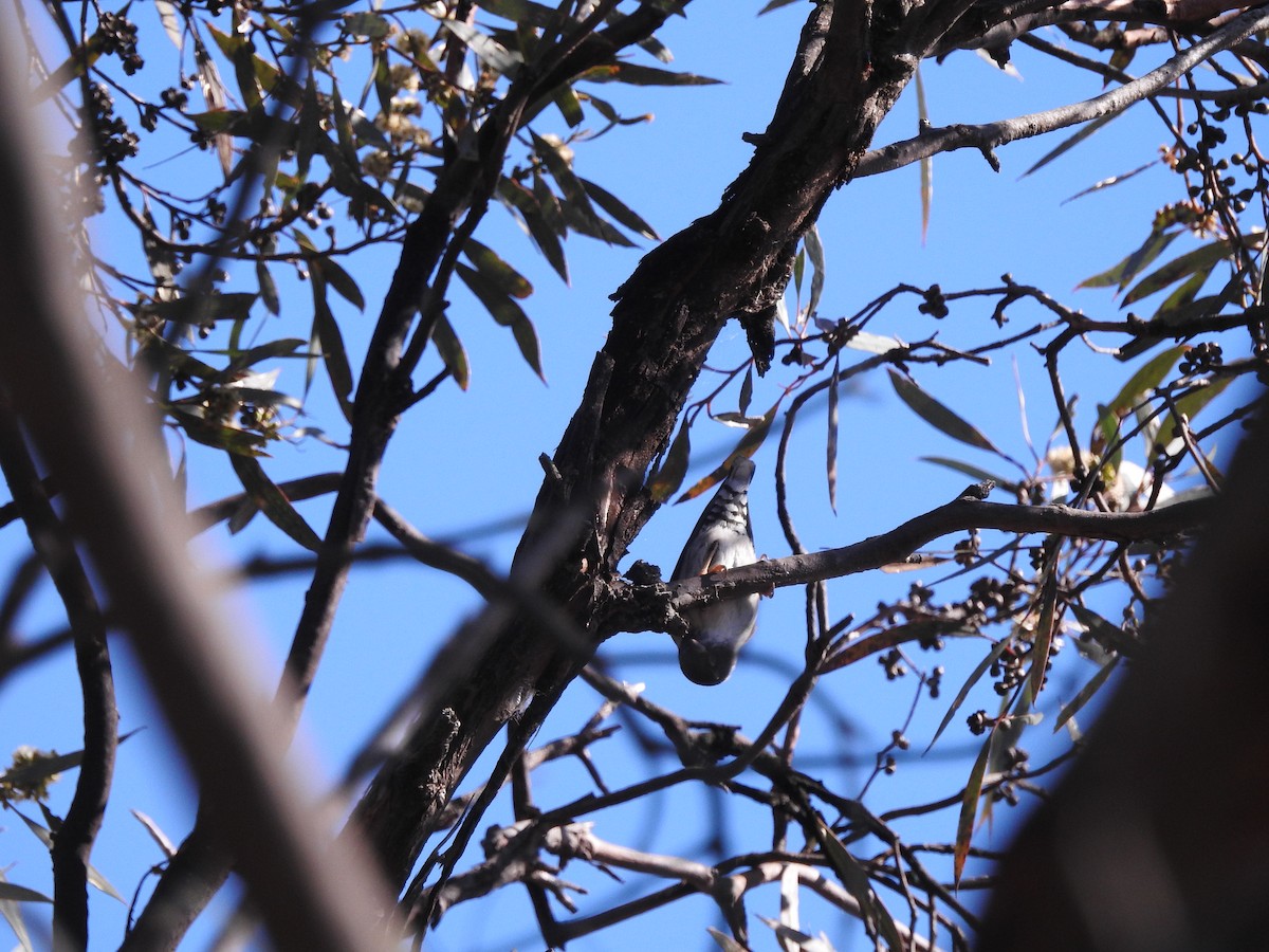 Varied Sittella - Sue Dixon