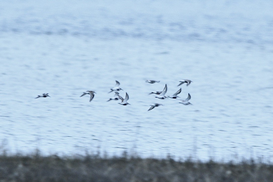 Dunlin - Beth Basile